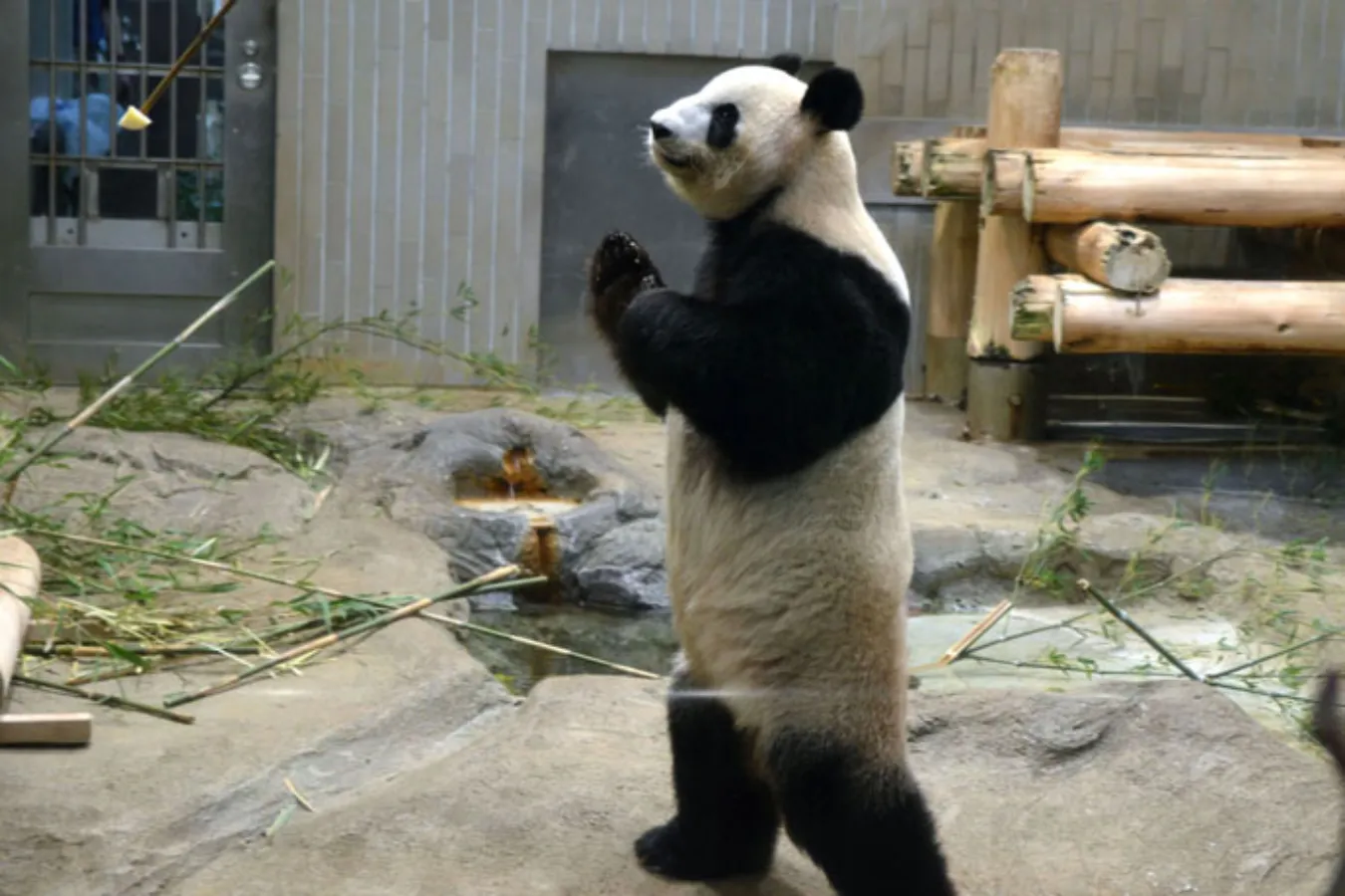 ▲足腰のトレーニングもします。