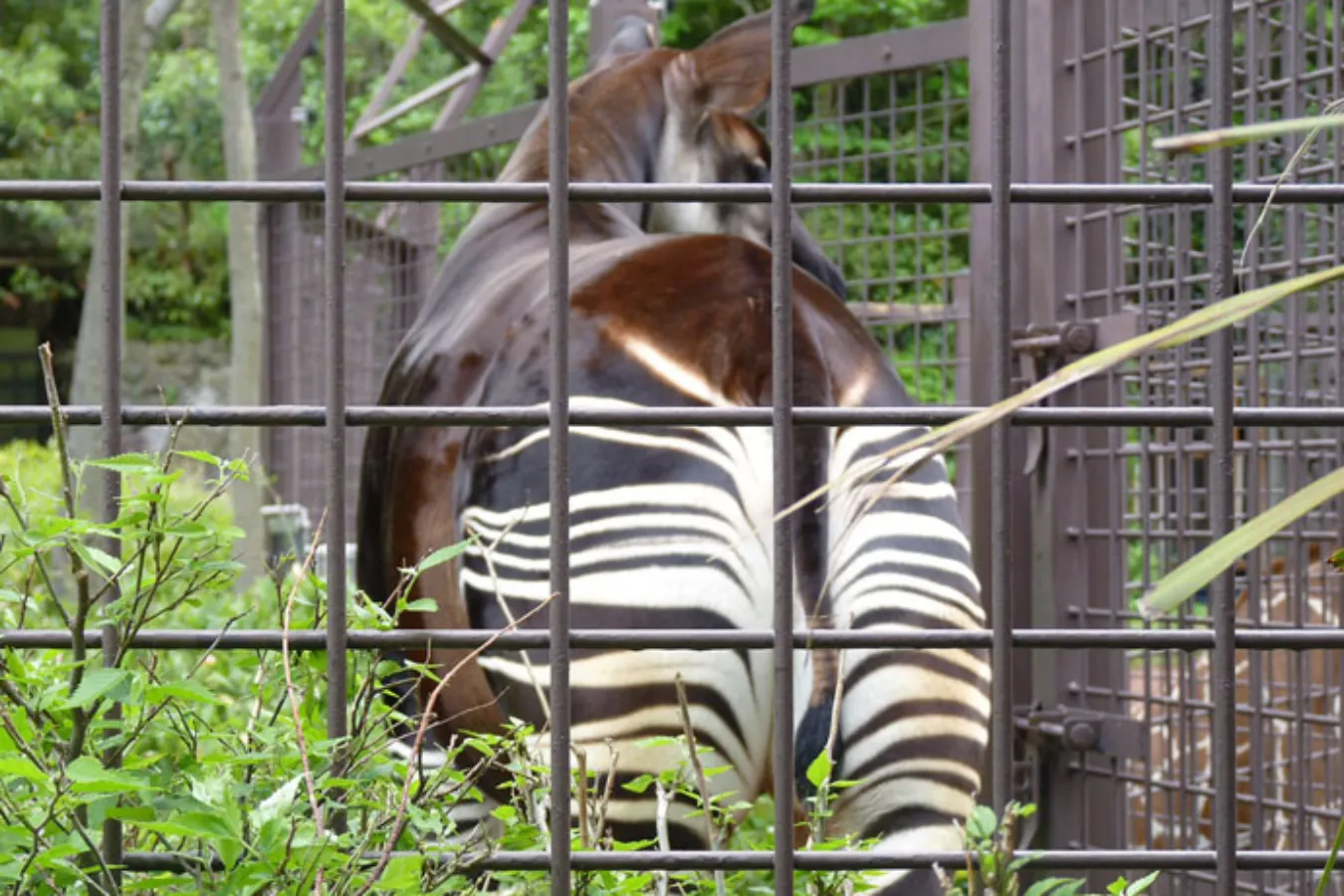 上野動物園に全部いる！通説「世界三大珍獣」とは_1613025