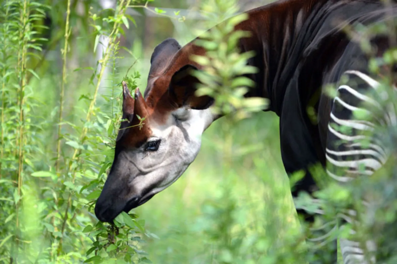 ▲「森の貴婦人」オカピ。