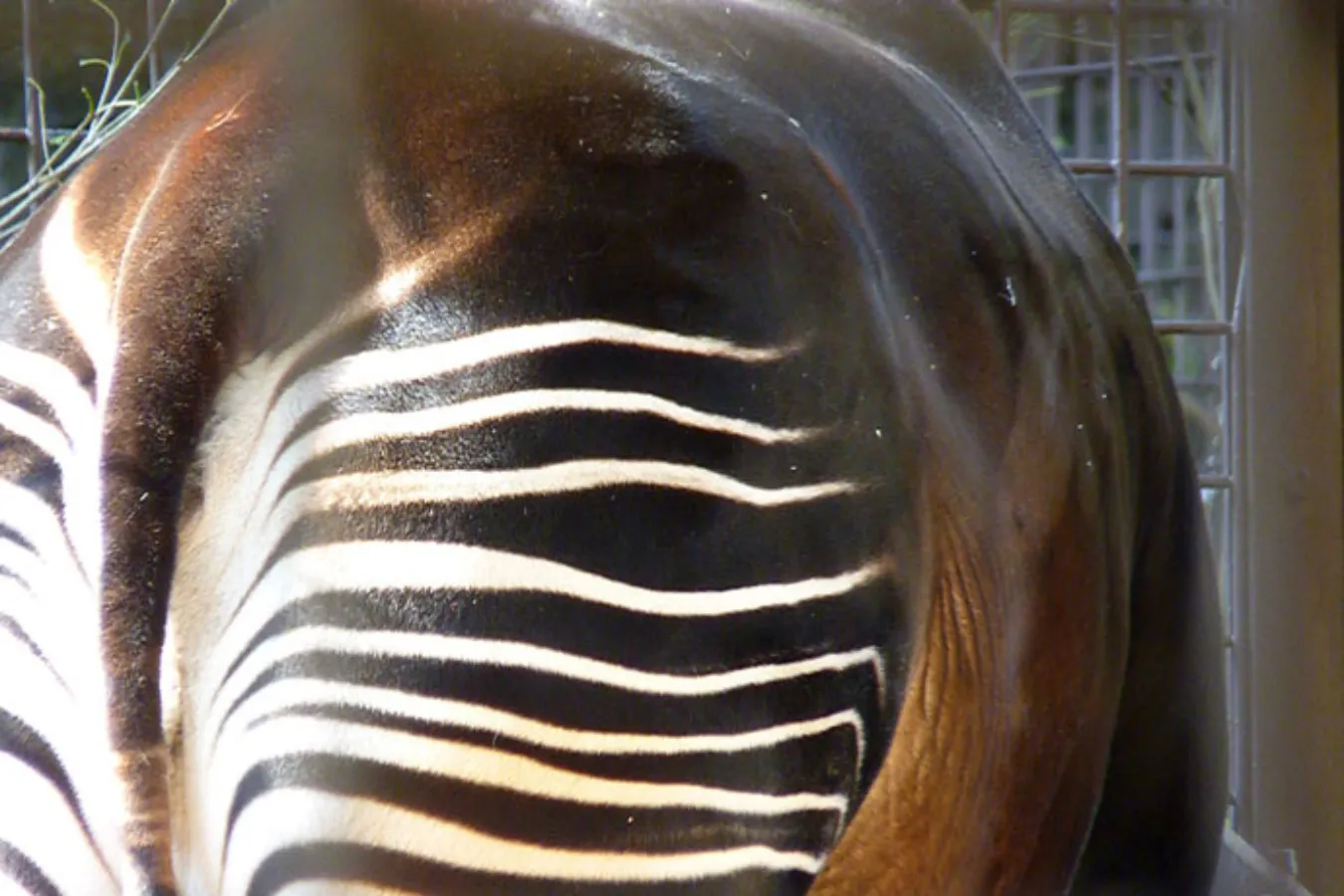 ▲脚やお尻にシマウマのような白と黒褐色の縞模様があるのが特徴。