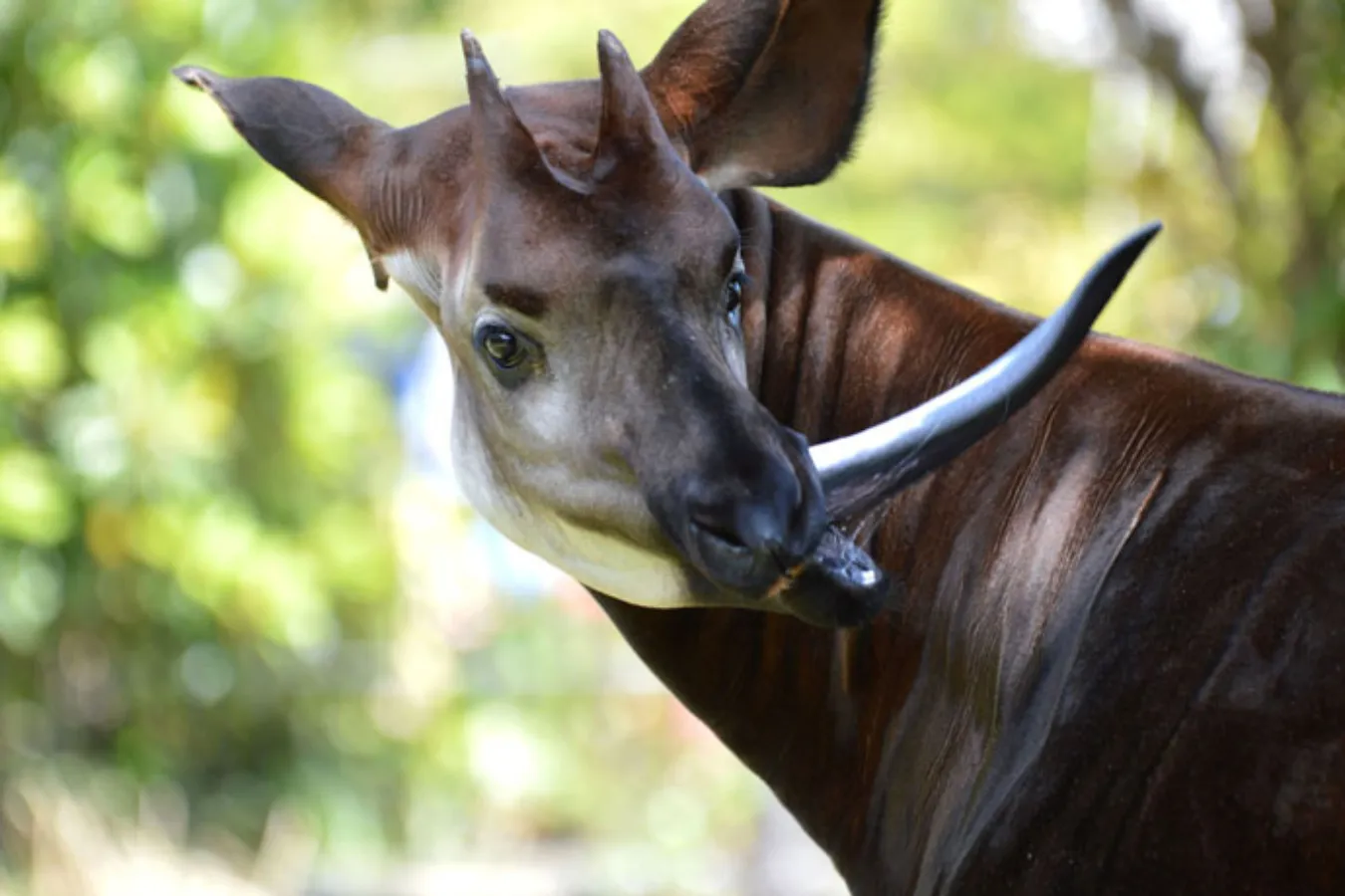 ▲えっ！とびっくりするくらい舌も長いです。