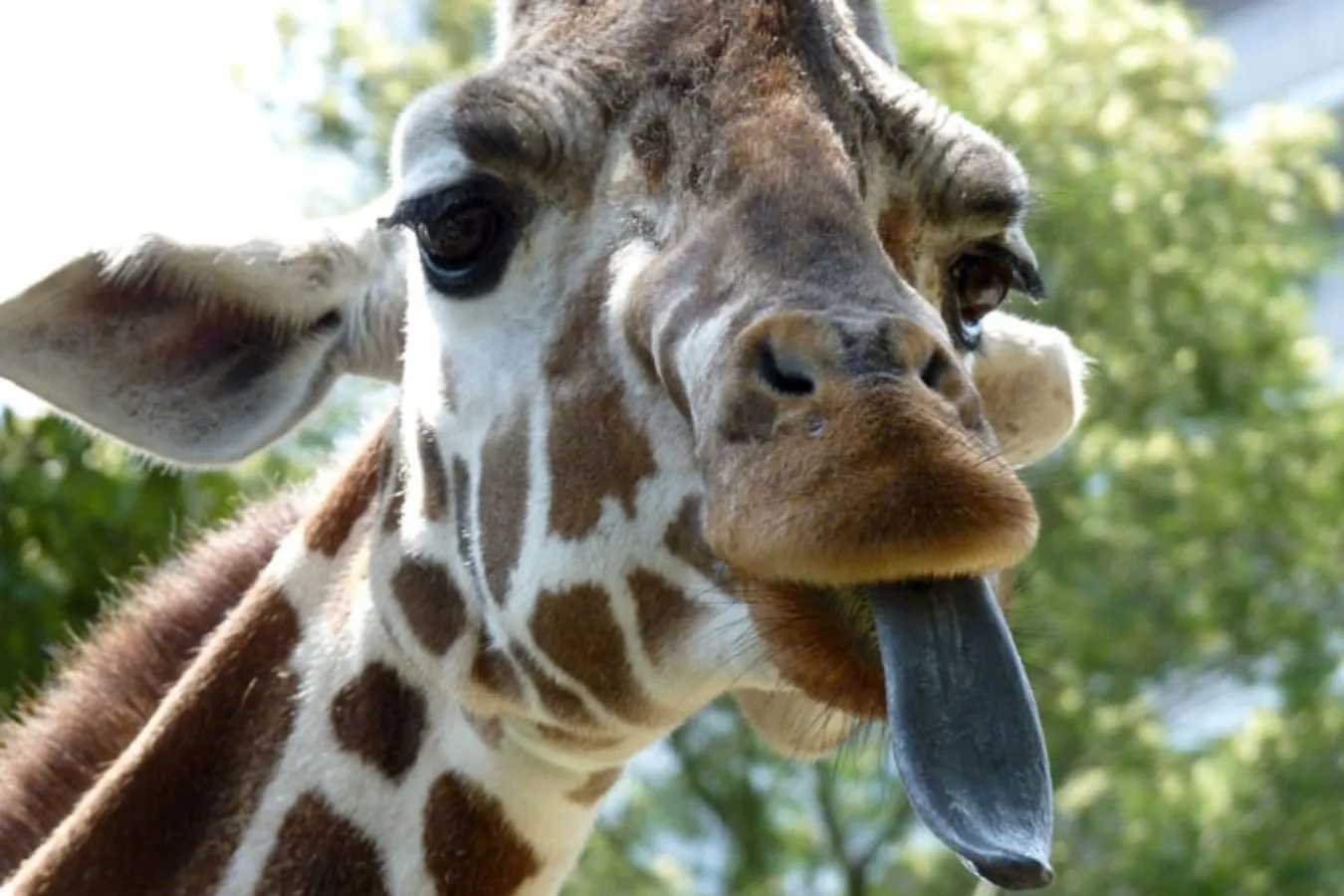 ▲オカピはキリンの仲間。キリンの舌も同じように長いです。