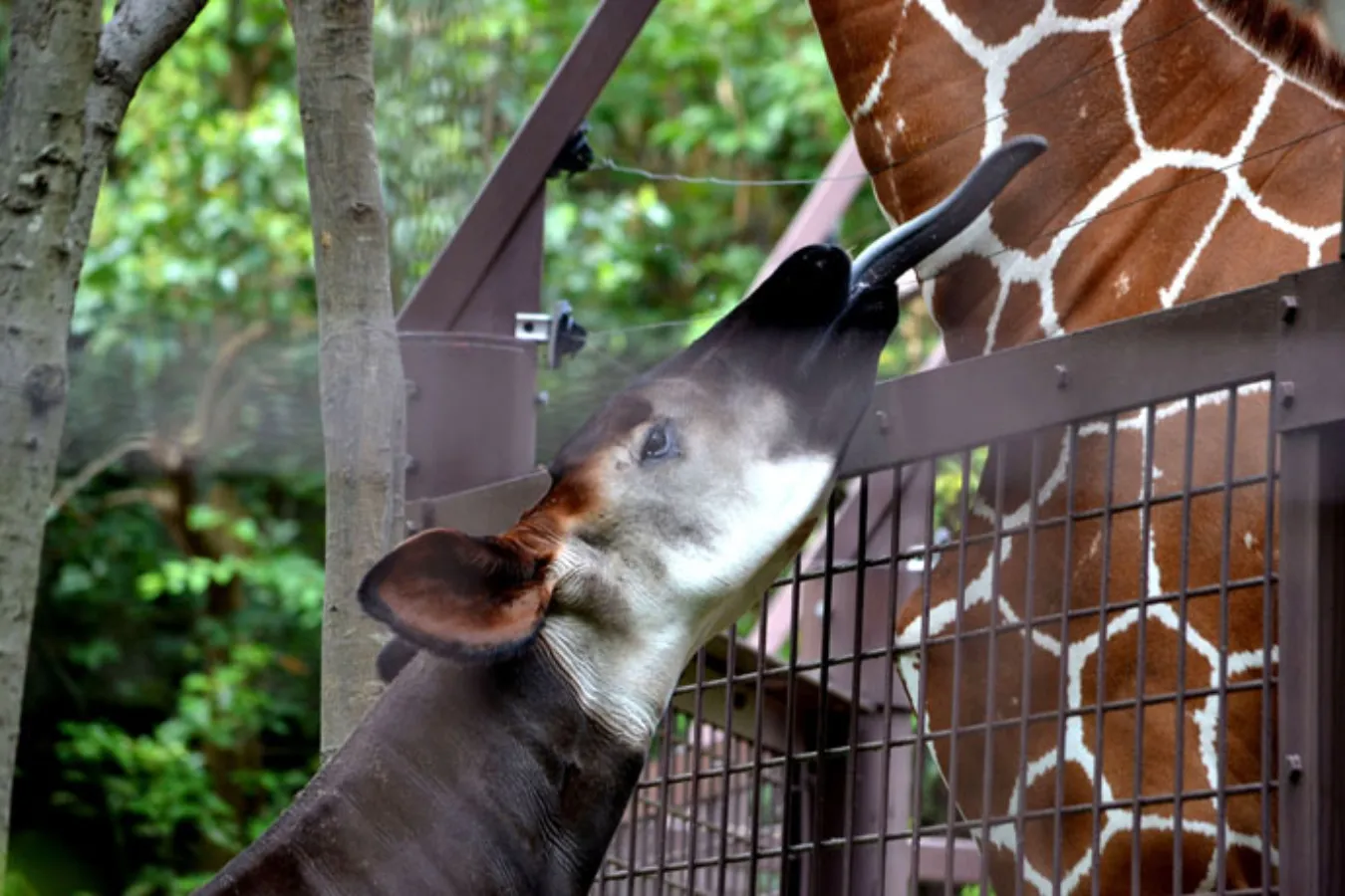 ▲上野動物園のオカピはアミメキリンと隣同士。お互いに存在がちょっと気になる様子。