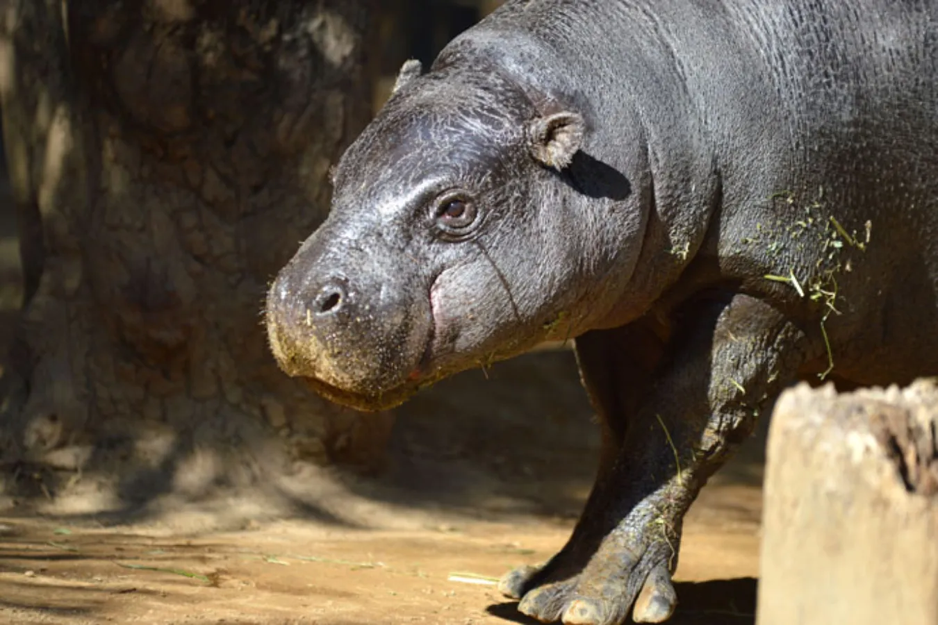 ▲コビトカバは、カバの体重の1/10ぐらいの大きさ。