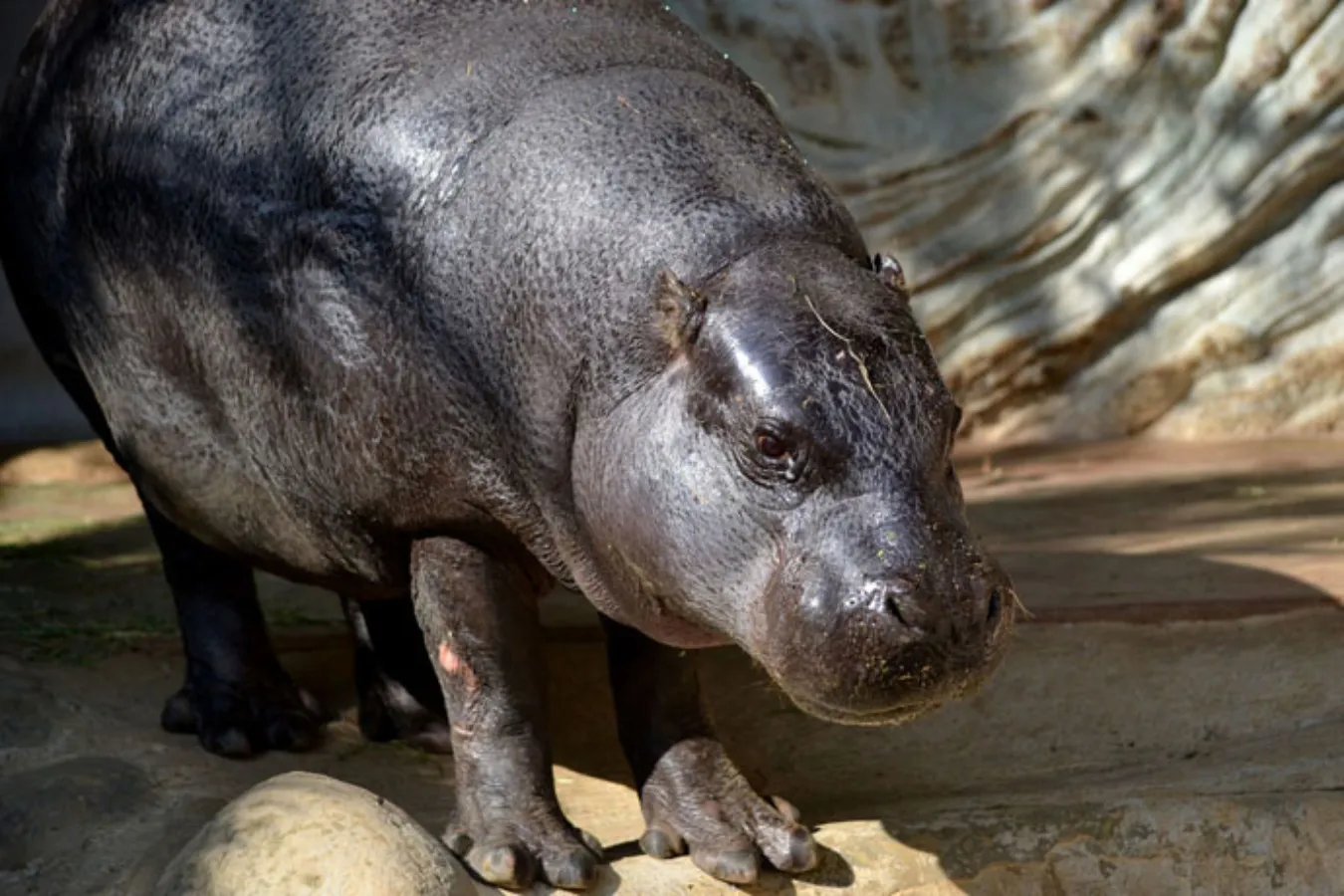 ▲ちょこんとしたたたずまいがかわいい。