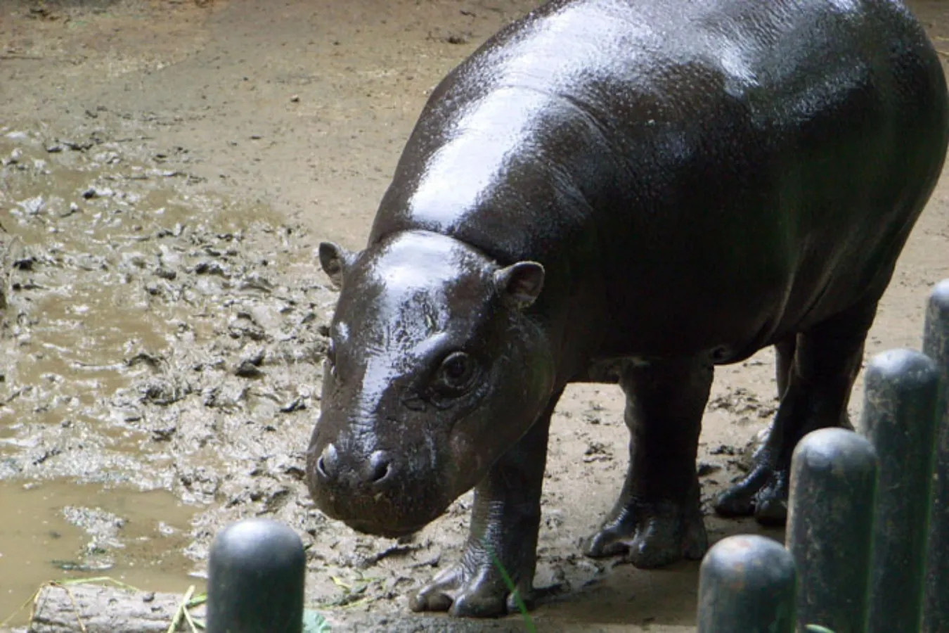 ▲野生での生息数は減少。動物園の飼育下での繁殖は進んでおり、上野動物園生まれのコビトカバもいます。