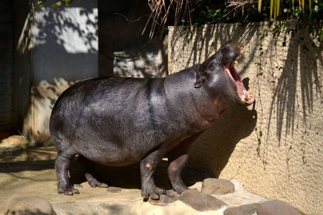 ▲口を開けた顔がかわいい。