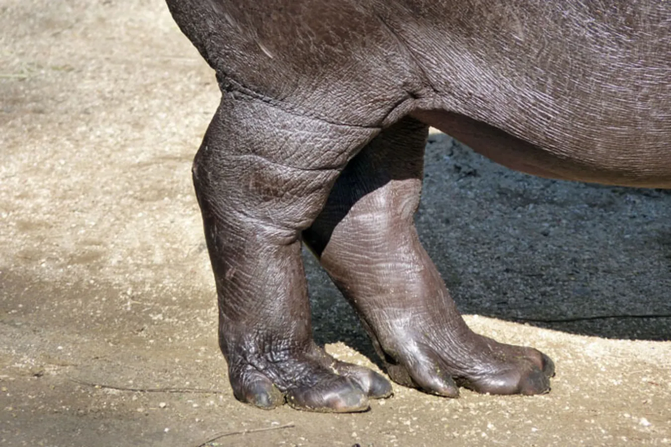 ▲足がブーツみたい。