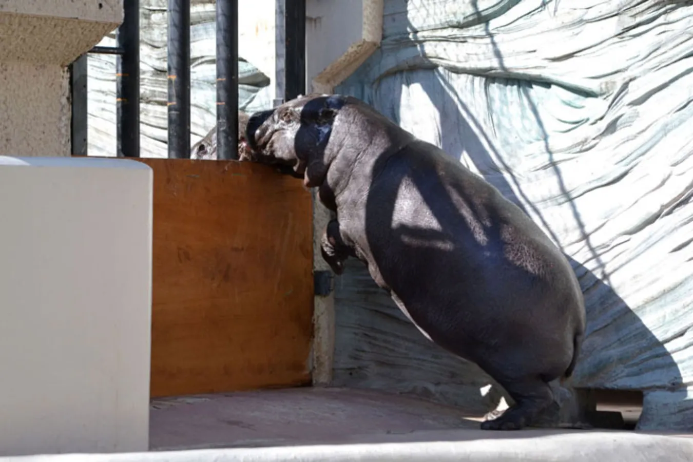 ▲お隣さんと挨拶。