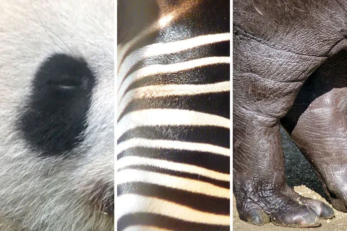 上野動物園に全部いる！通説「世界三大珍獣」とは