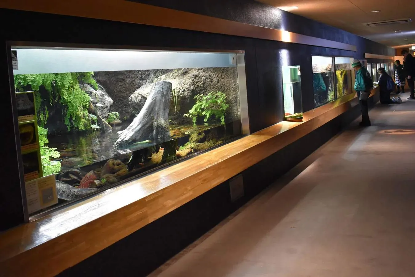 ▲水生物館内（提供：（公財）東京動物園協会）