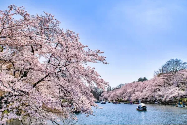 【お花見・SNS映え】スマホで簡単・キレイに桜の写真を撮るコツ