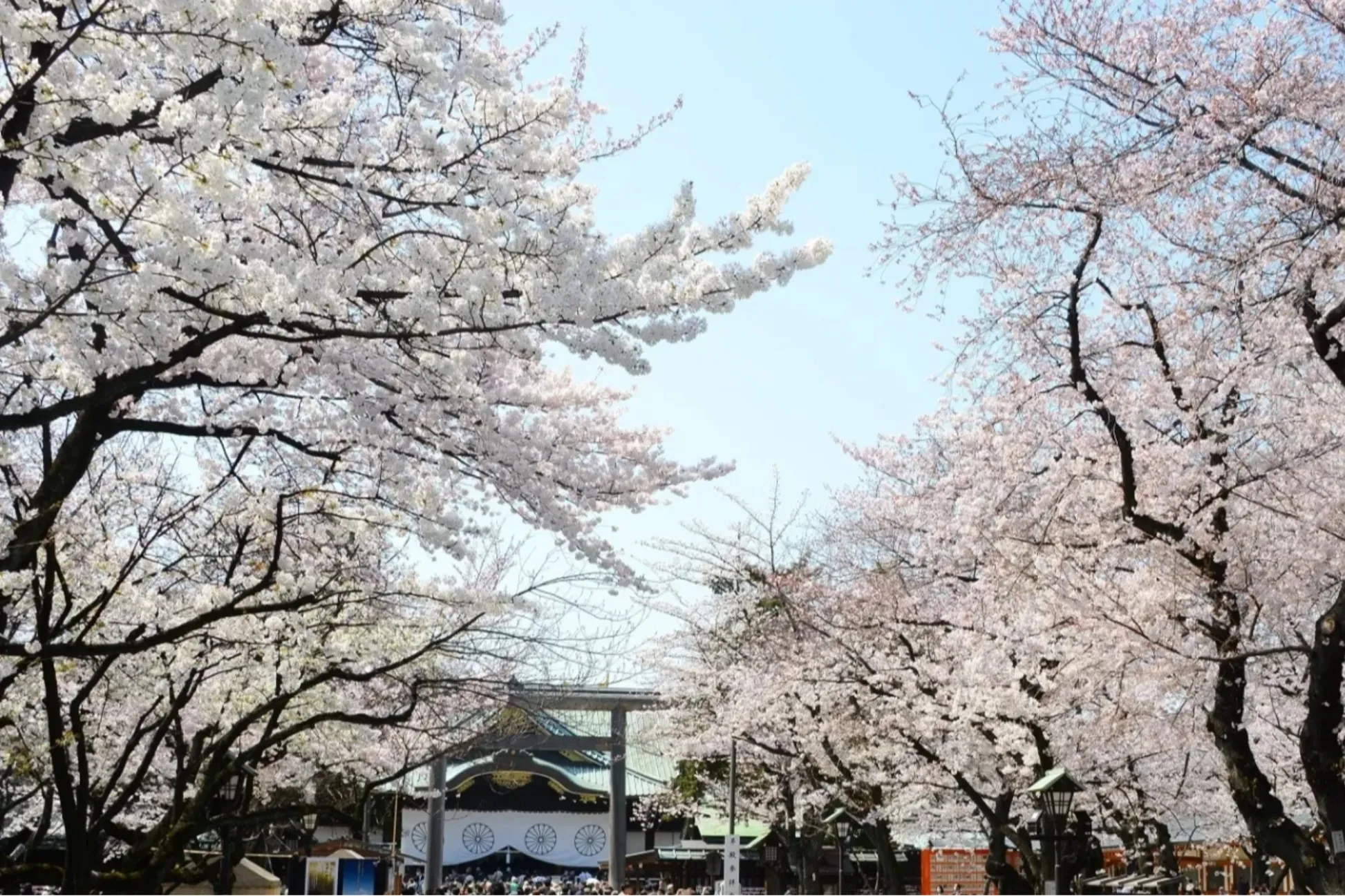 桜の御朱印も！花見シーズンに訪れたい東京の神社5選
