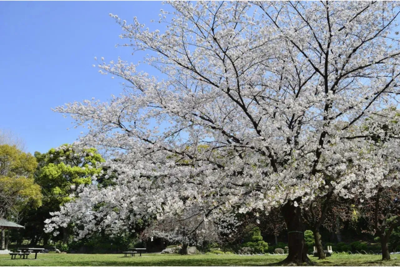 ▲清澄庭園で春に見ごろを迎えるサクラ(画像提供:公益財団法人 東京都公園協会)
