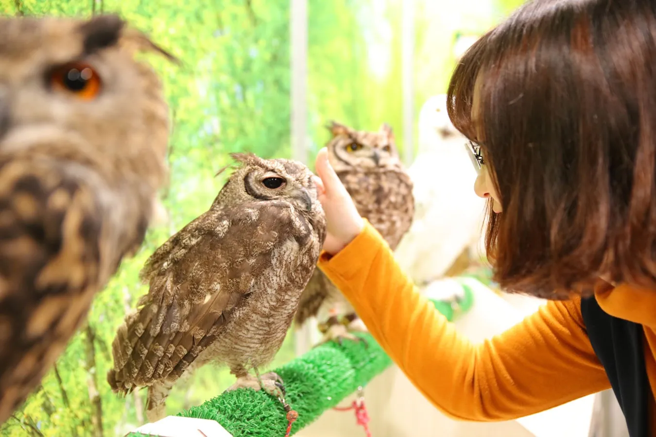 ▲ふれあいフクロウ