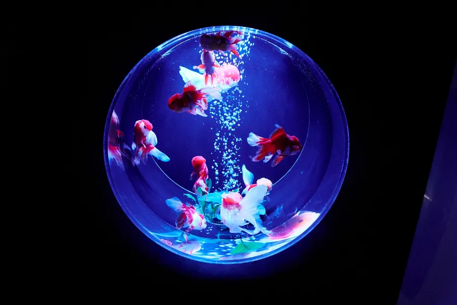 「アートアクアリウム美術館」銀座三越にオープン!_337740