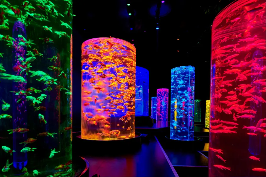 「アートアクアリウム美術館」銀座三越にオープン！