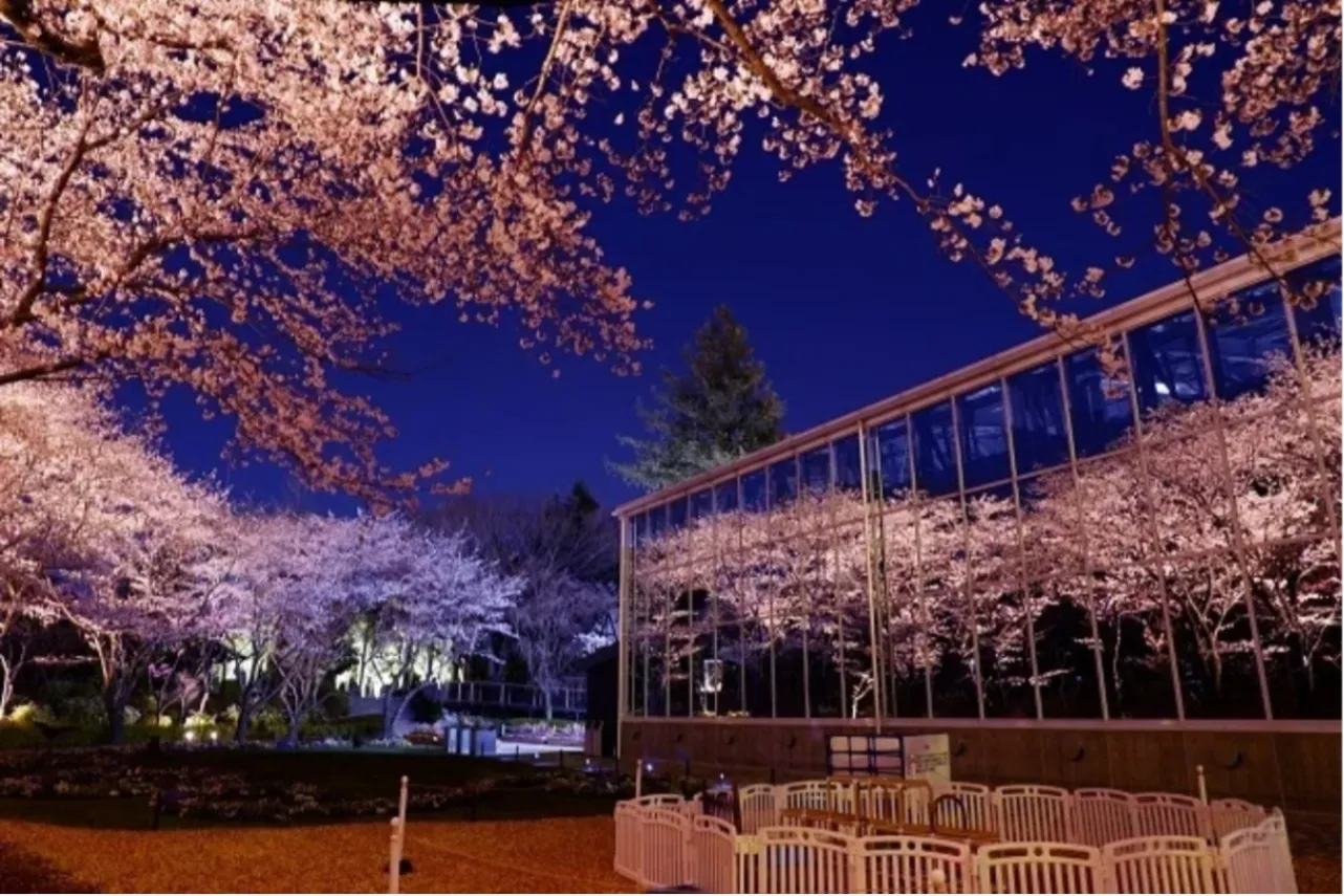 ▲ライトアップされた夜桜が映るHANA・BIYORI館