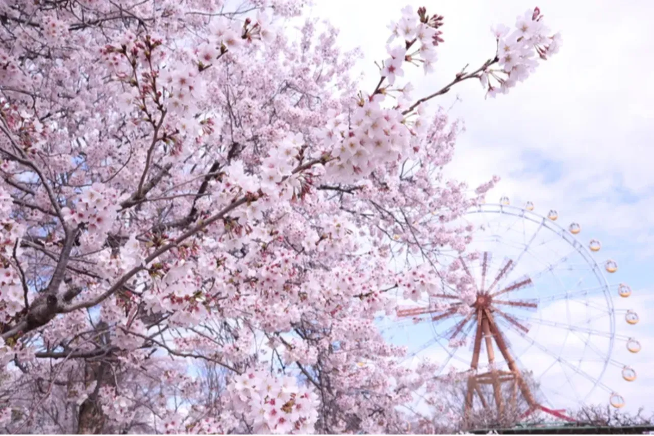 ▲ソメイヨシノと観覧車