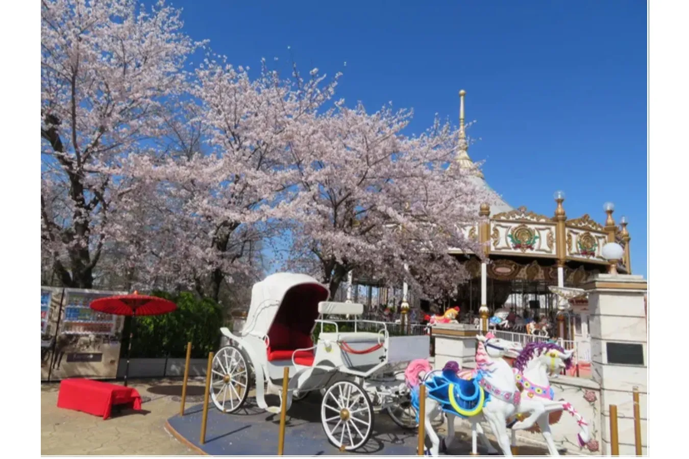 ▲カルーセルウォーターリリーと桜