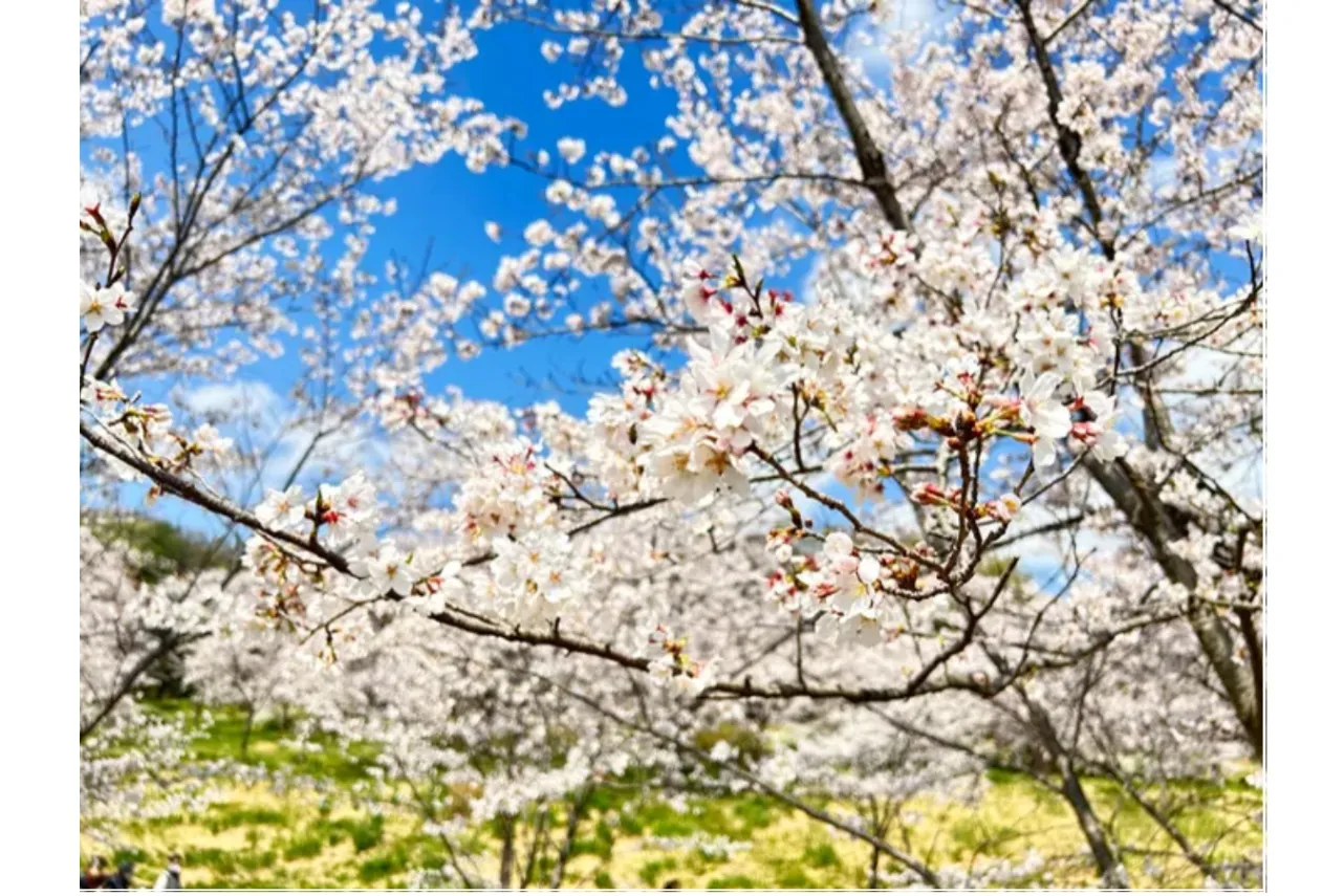 【2026】埼玉で桜デートを楽しむなら！おすすめの花見スポット5選_3388975