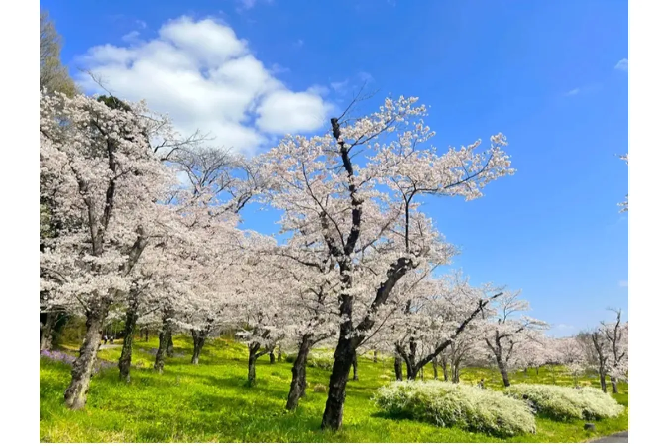 【2026】埼玉で桜デートを楽しむなら！おすすめの花見スポット5選_3388976
