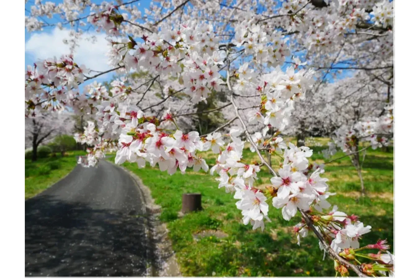 【2026】埼玉で桜デートを楽しむなら！おすすめの花見スポット5選_3388977