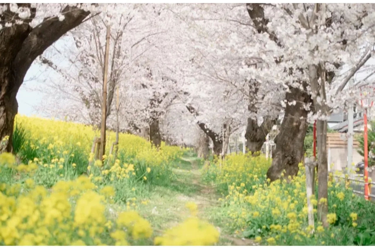 【2026】埼玉で桜デートを楽しむなら！おすすめの花見スポット5選_3388978