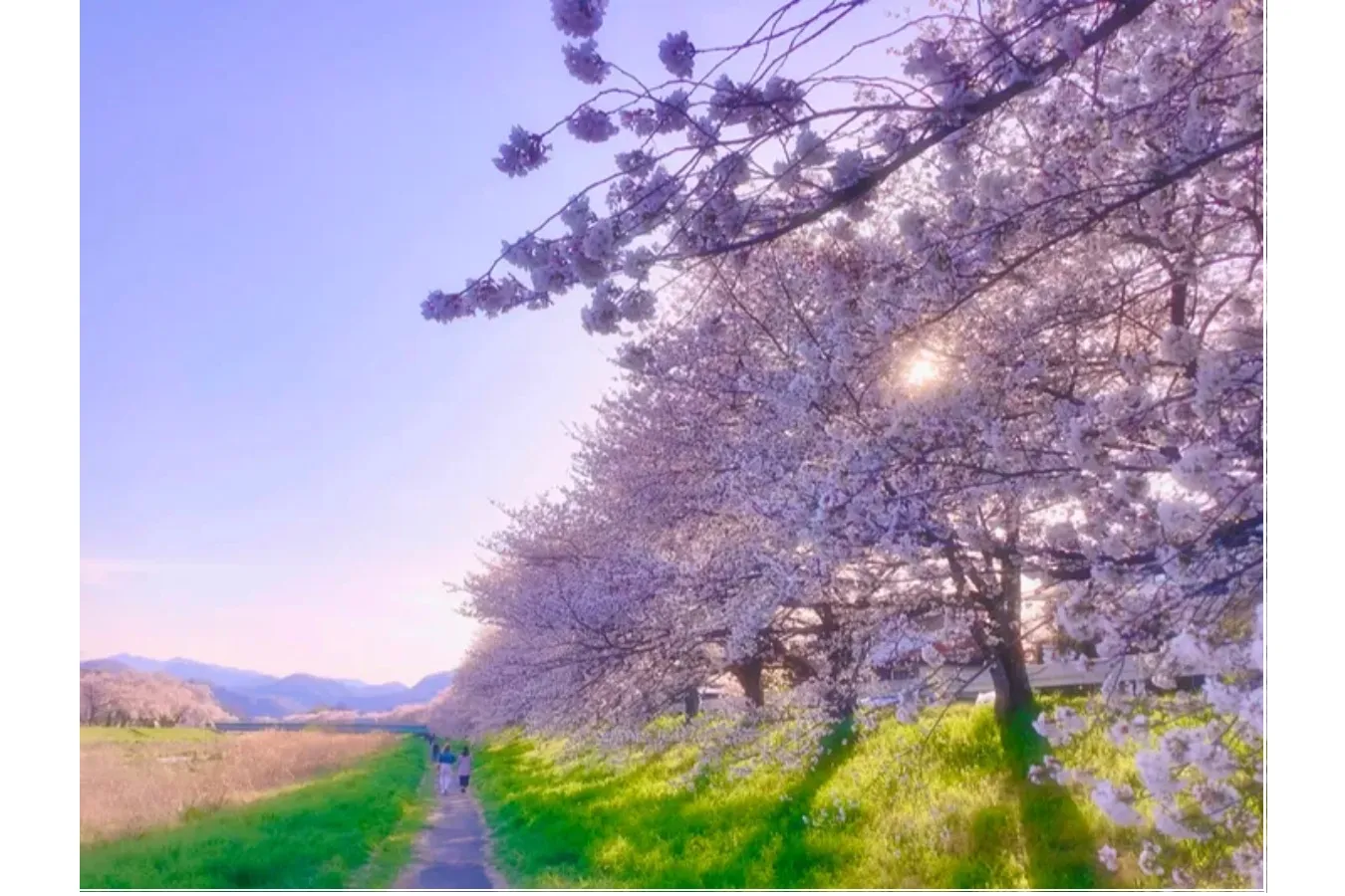 ▲画像提供：本庄市観光協会