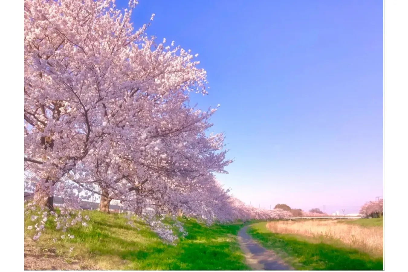 ▲画像提供：本庄市観光協会