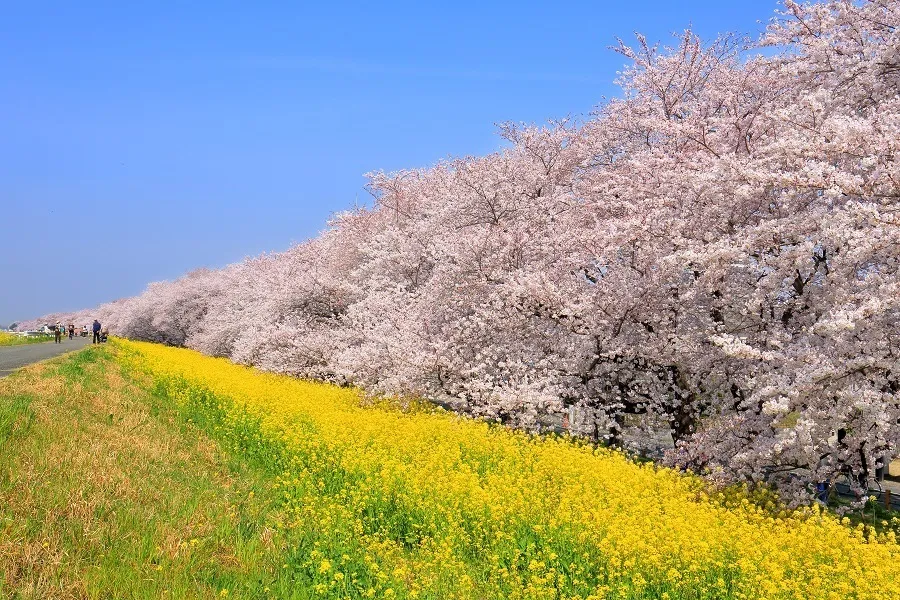 【2026】埼玉で桜デートを楽しむなら！おすすめの花見スポット5選
