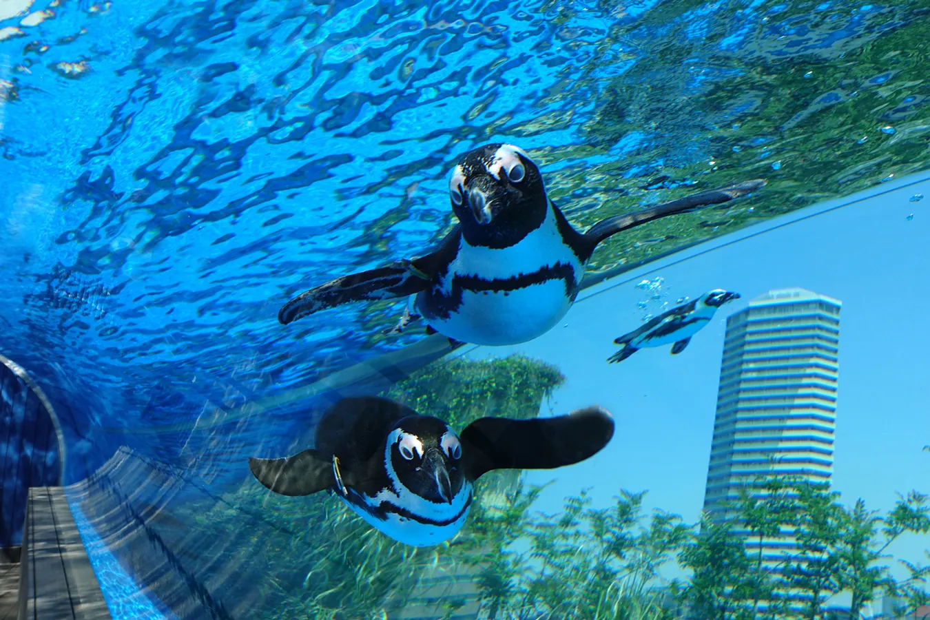大人デートで行きたい！池袋「サンシャイン水族館」水族館プロデューサー中村元のイチ推し。_1332834