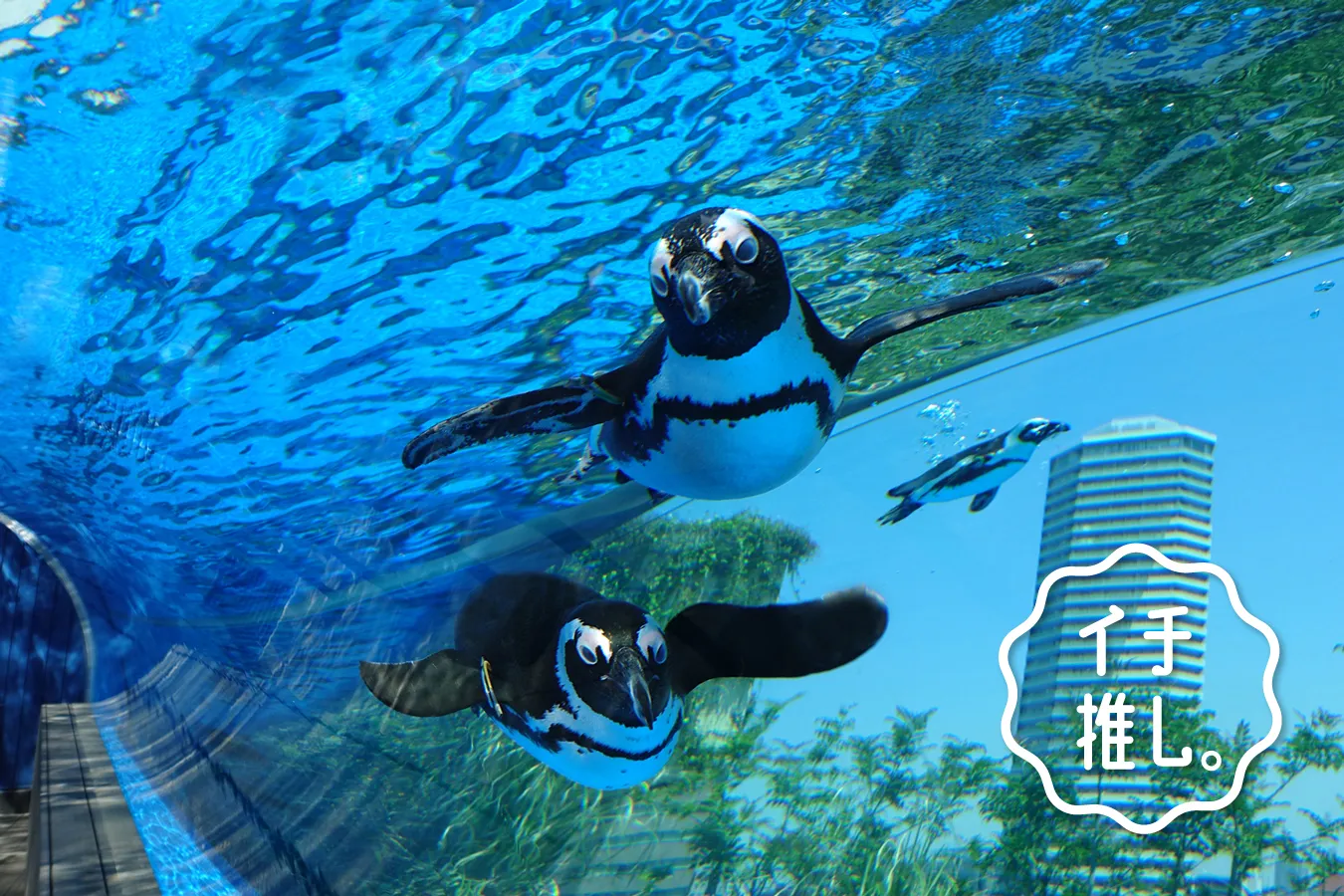 大人デートで行きたい！池袋「サンシャイン水族館」水族館プロデューサー中村元のイチ推し。