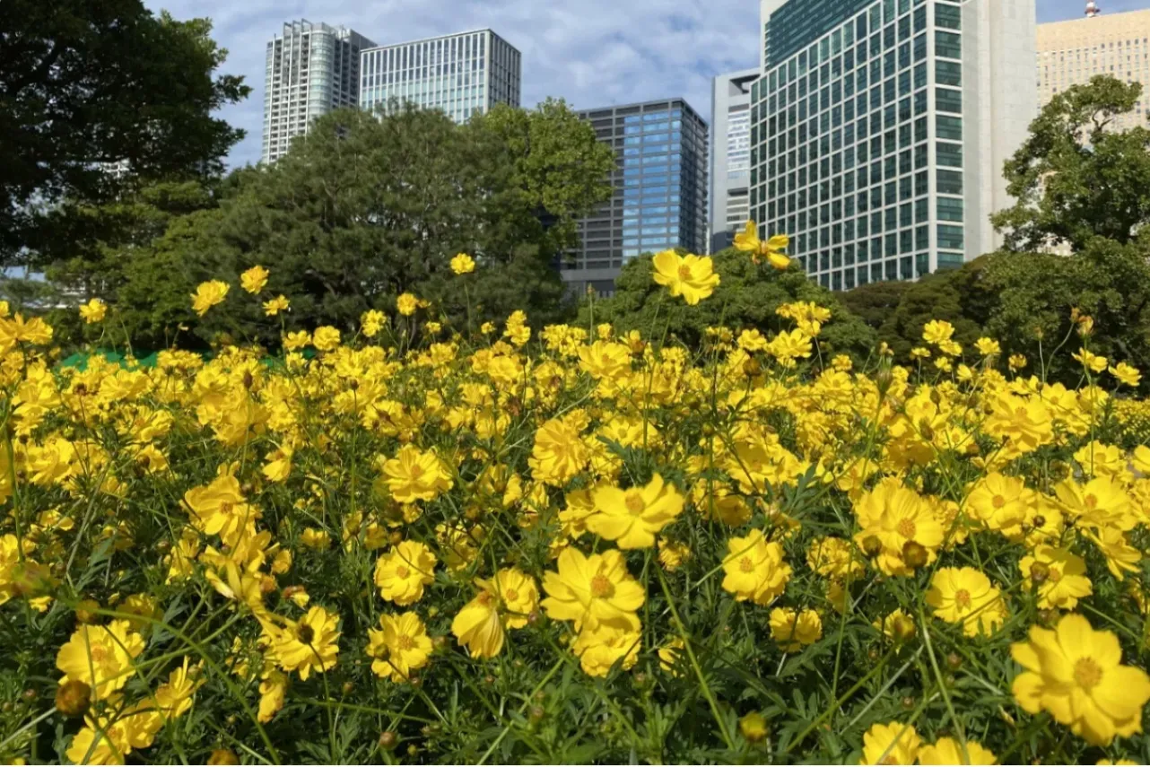 ▲写真提供：公益財団法人東京都公園協会（写真は過去の様子）