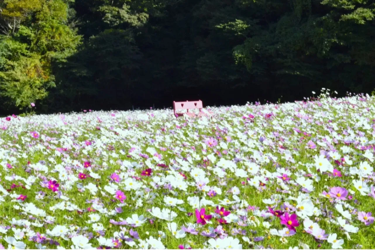 ▲くりはま花の国のコスモス