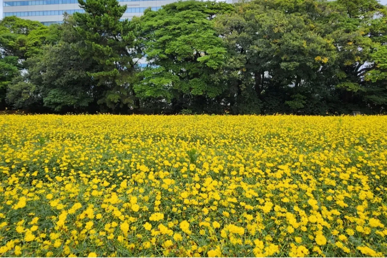 ▲写真提供：公益財団法人東京都公園協会（写真は過去の様子）