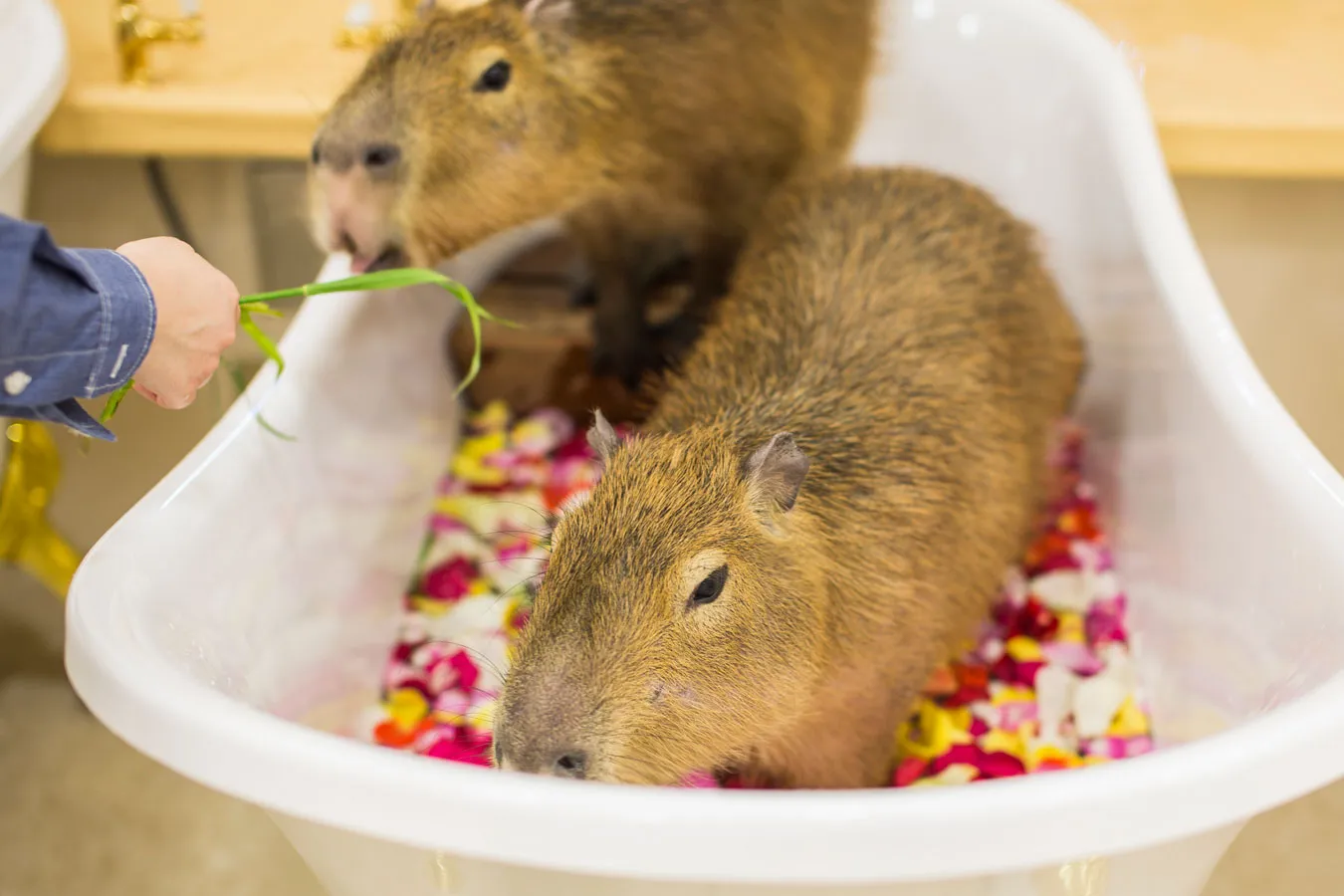 お台場でカピバラに会える!屋内型ふれあい動物園「アニタッチ アクアシティお台場」オープン_1766100