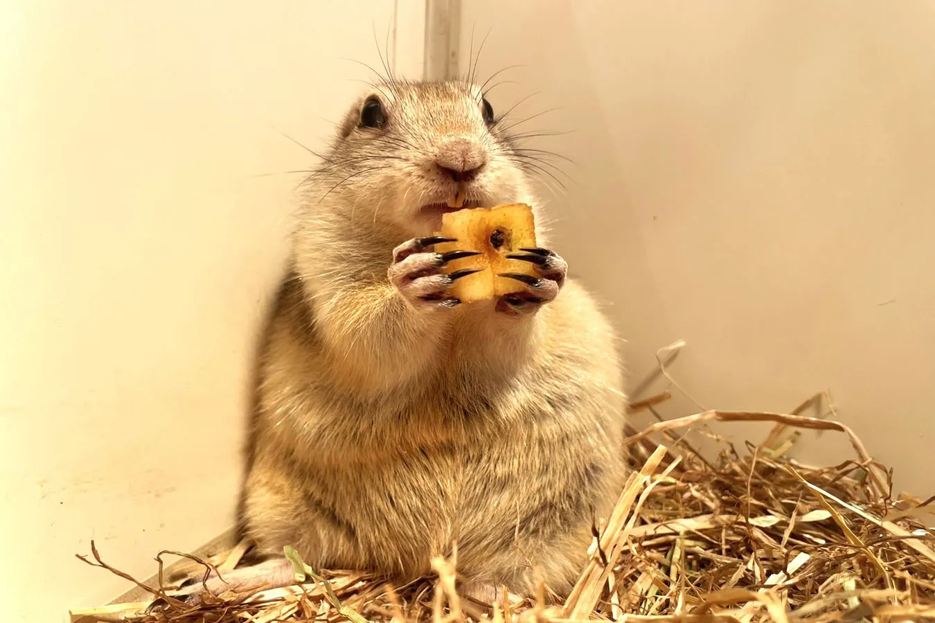 お台場でカピバラに会える！屋内型ふれあい動物園「アニタッチ アクアシティお台場」オープン_1766102