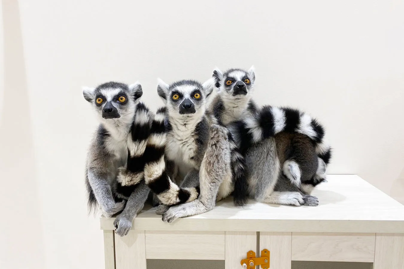 お台場でカピバラに会える！屋内型ふれあい動物園「アニタッチ アクアシティお台場」オープン_1766103