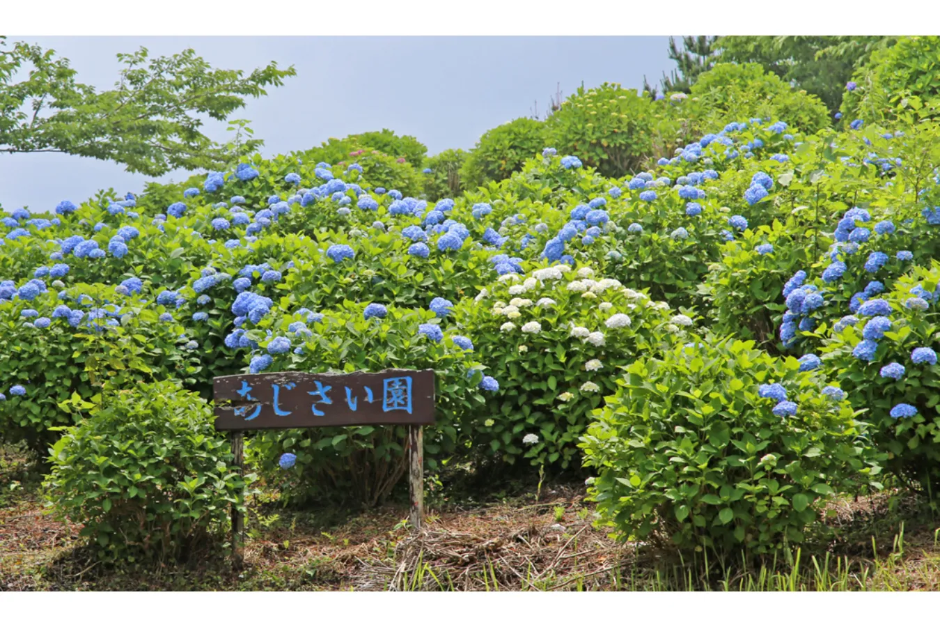 見ごろはいつ？千葉のあじさい名所まとめ【2025】_2470907