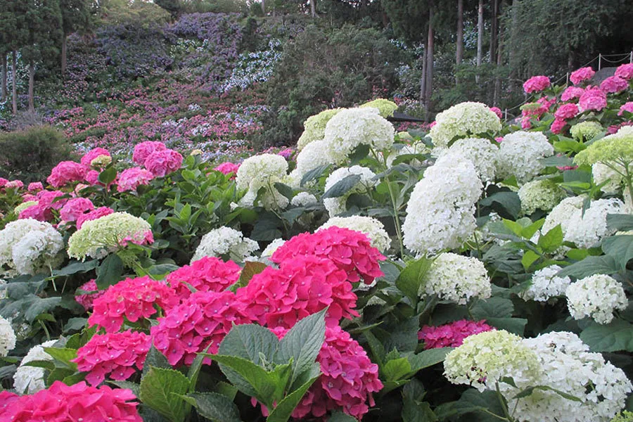 見ごろはいつ？千葉のあじさい名所まとめ【2025】