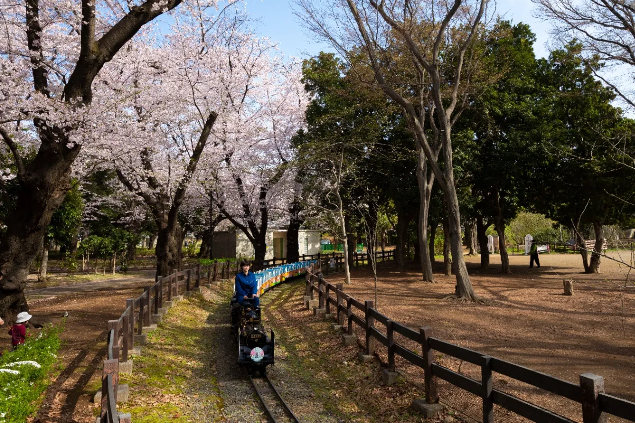 ▲ミニSLと桜_(C)世田谷区