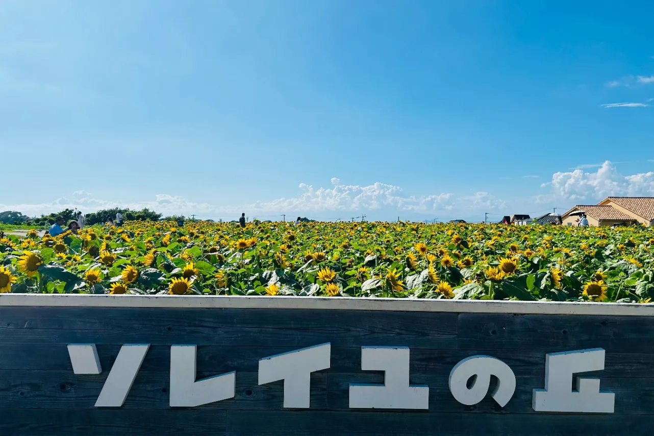 ▲ひまわり畑の様子(撮影:レッツエンジョイ東京編集部)