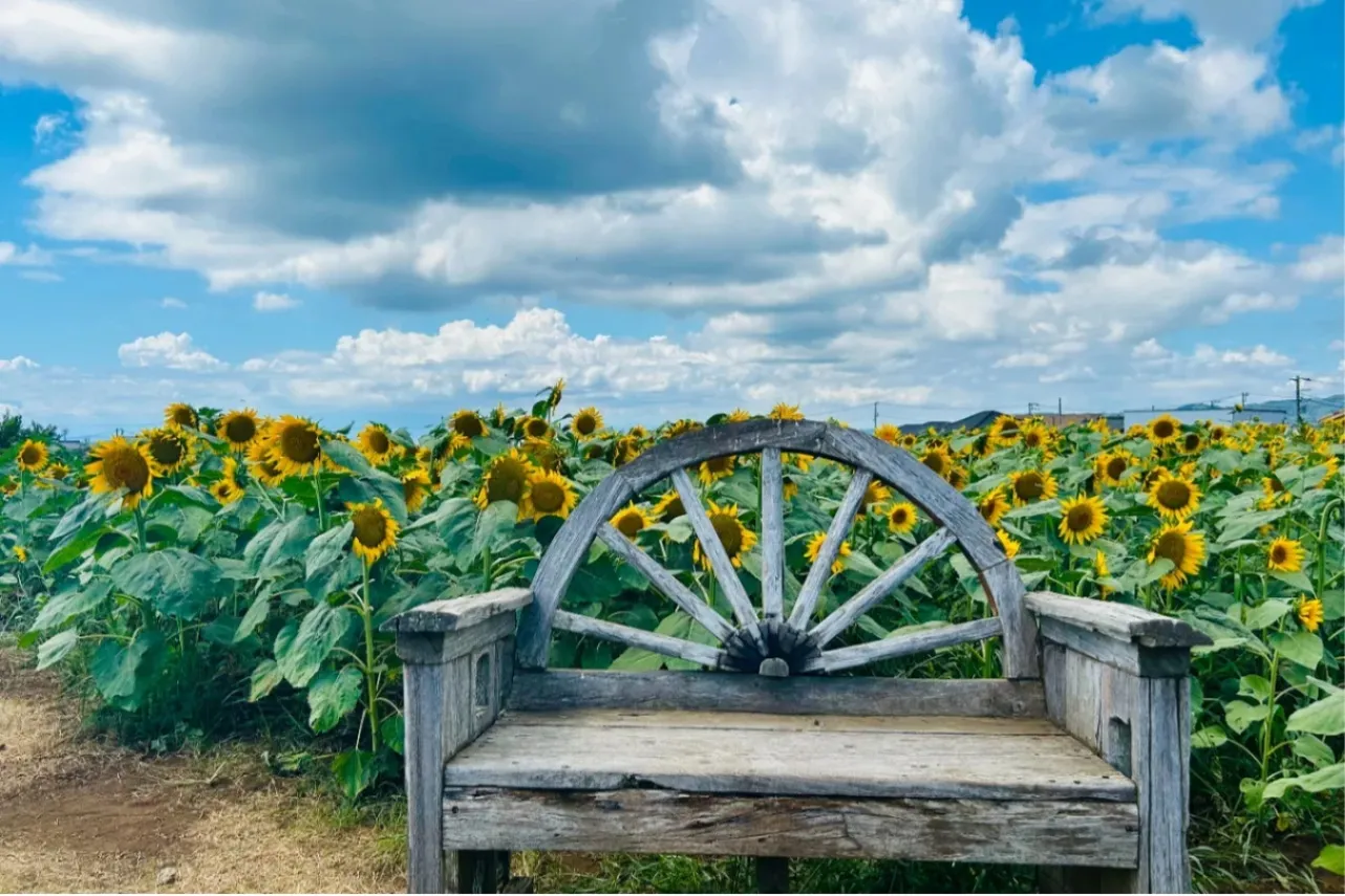 ▲ひまわり畑を背景に写真が撮れるベンチも!(撮影:レッツエンジョイ東京編集部)