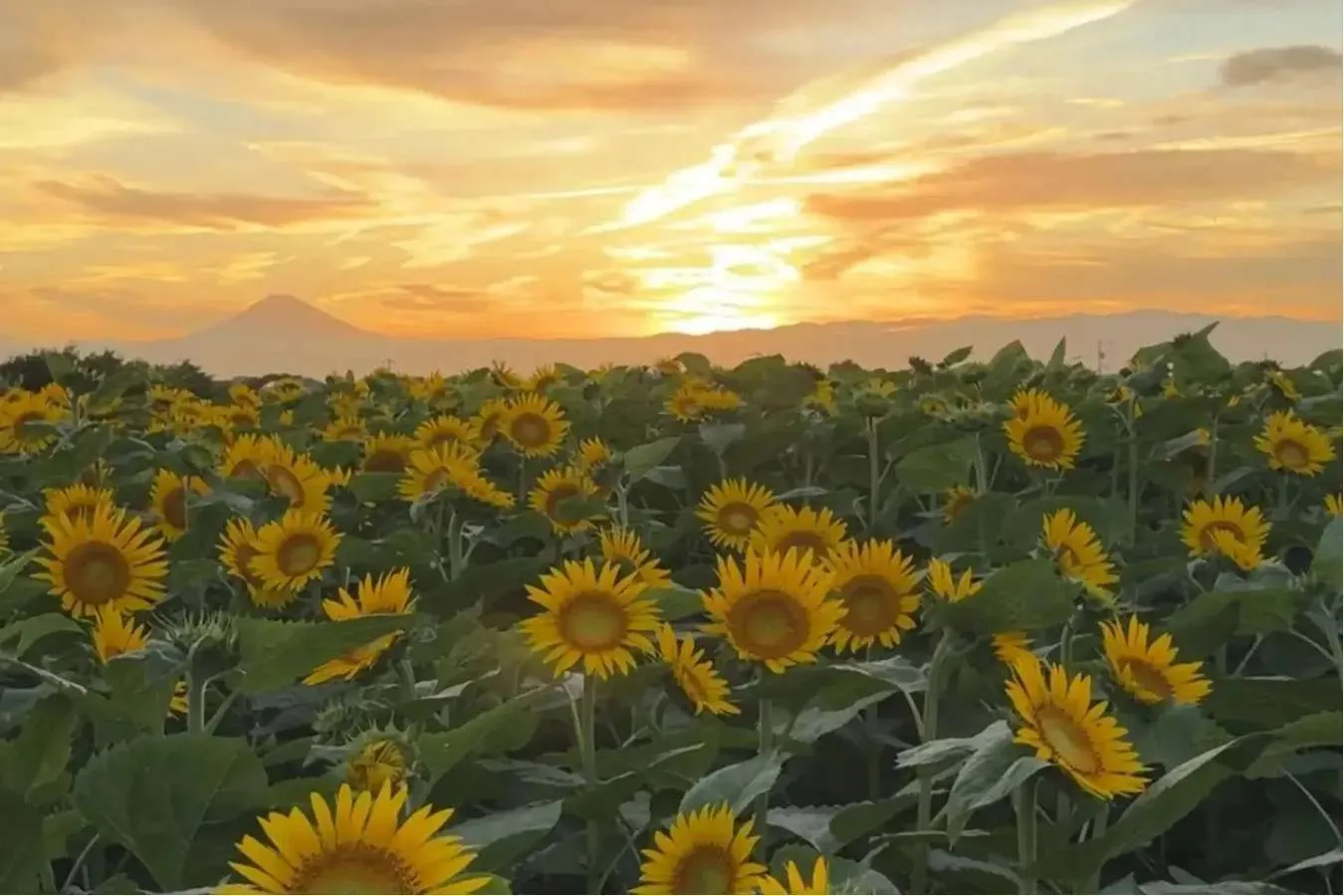 ▲ひまわり畑と夕日（2025年の様子）