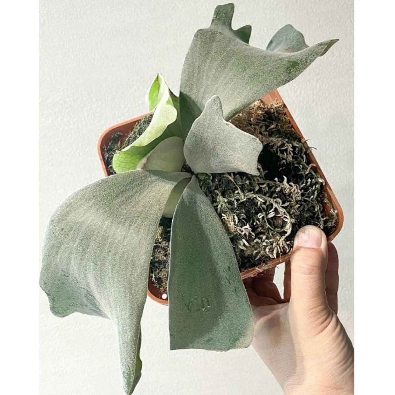 ▲「artPLANTs」には国内外の希少な植物がズラリ