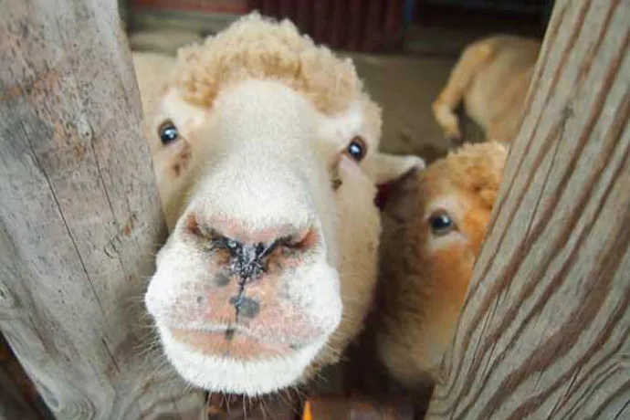 知らないともったいない！　板橋区にある無料動物園って？