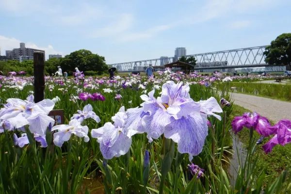見ごろはいつ？菖蒲の名所＆お祭り6選【2024】