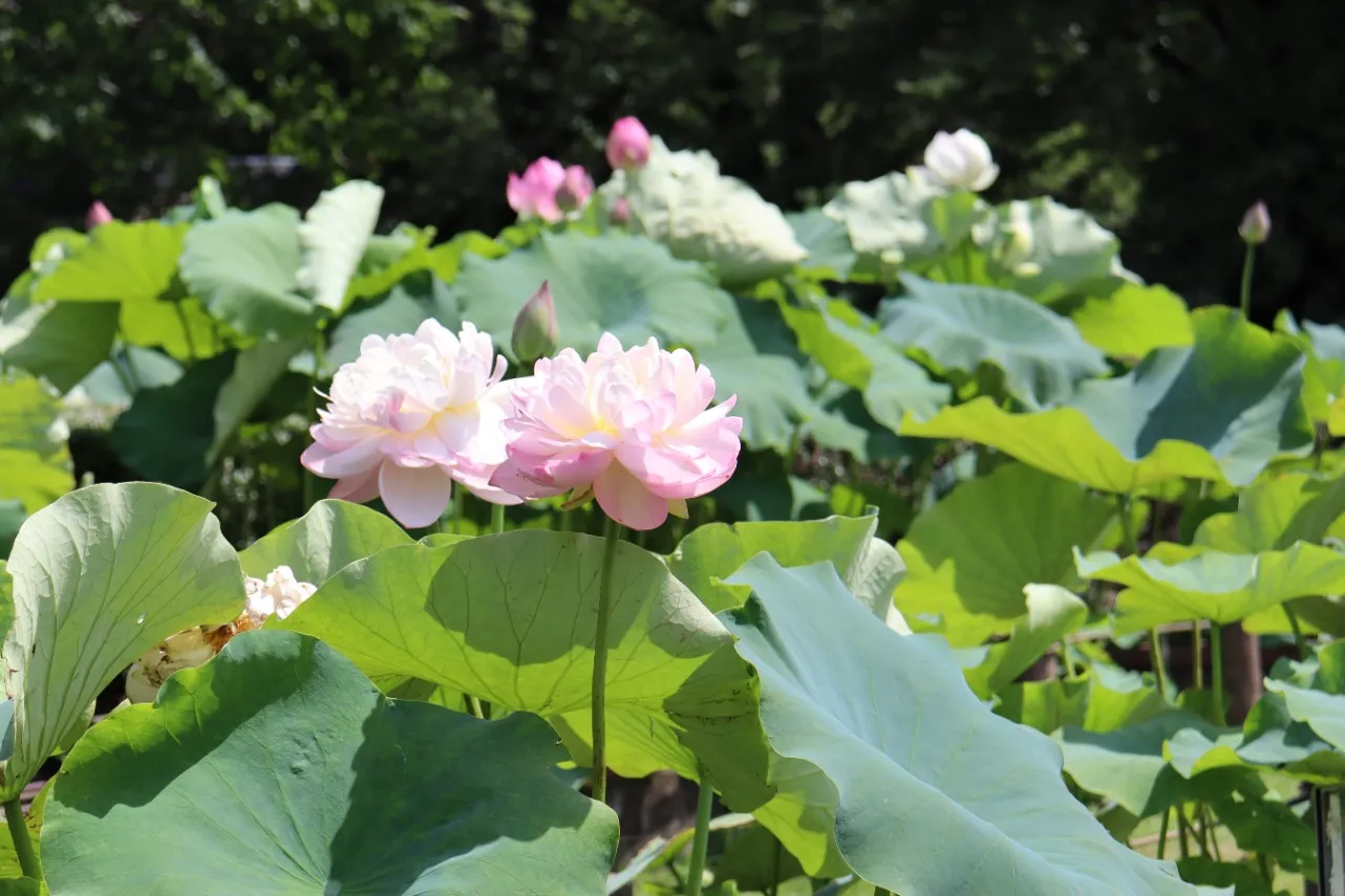 ▲花蓮園　※写真提供：神代植物公園