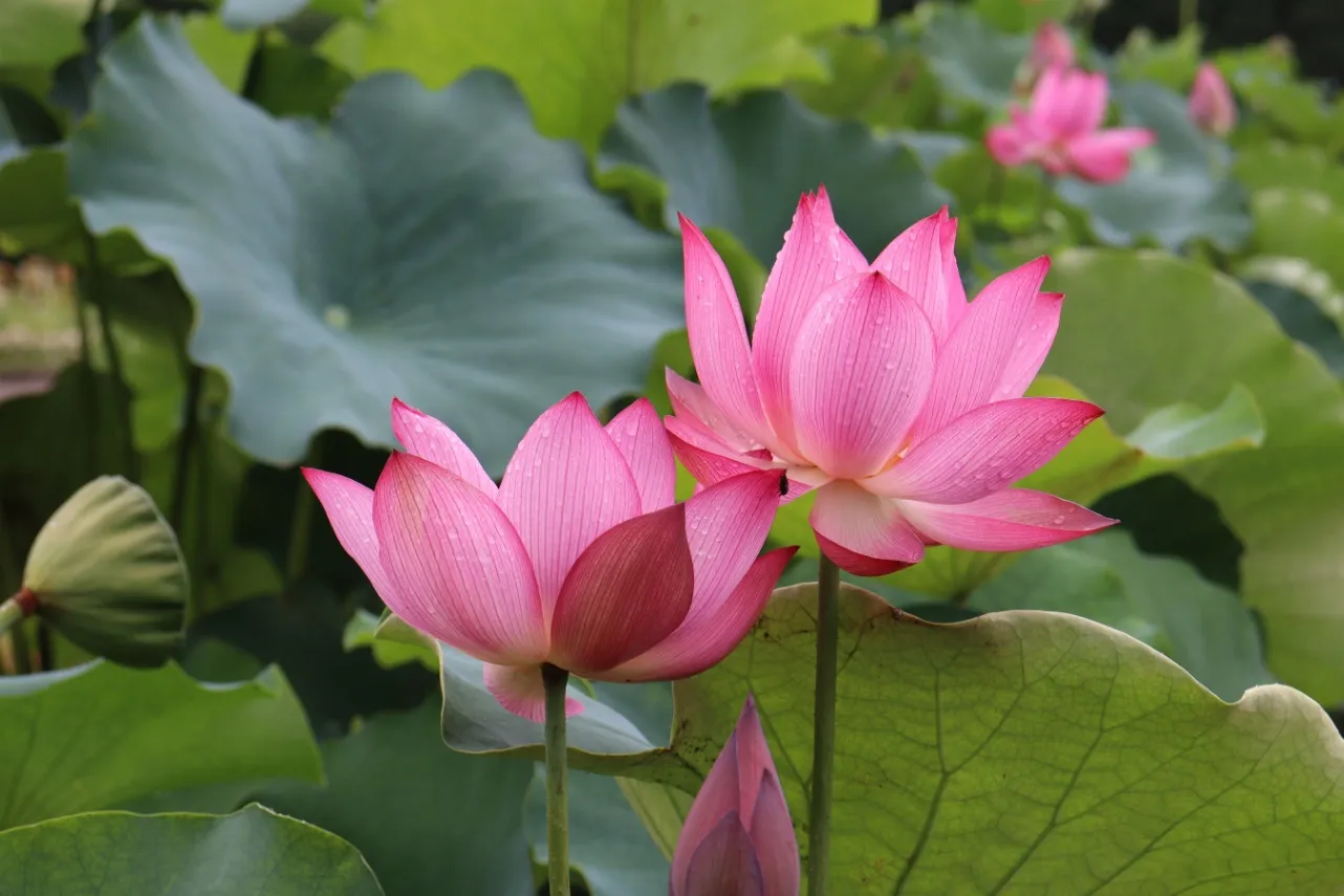 ▲花蓮園　※写真提供：神代植物公園